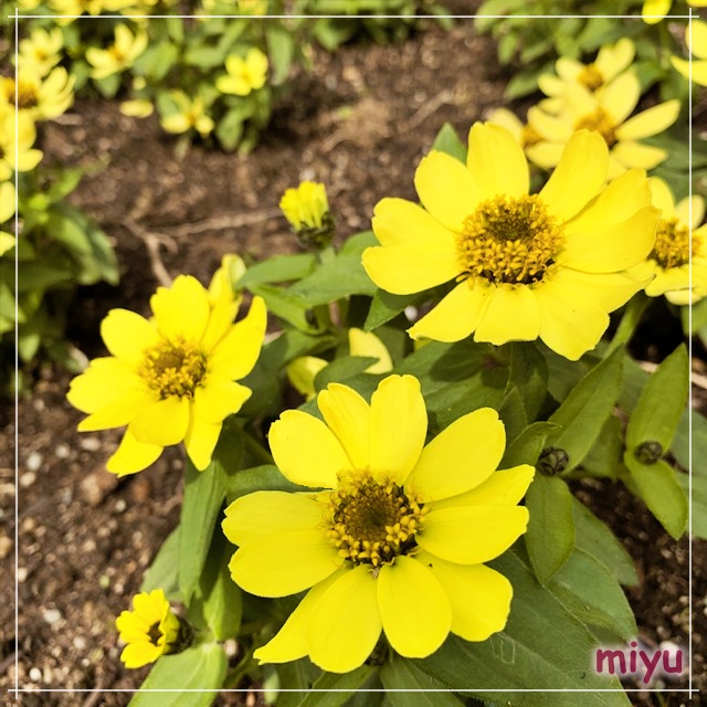 プロフィール背景画像